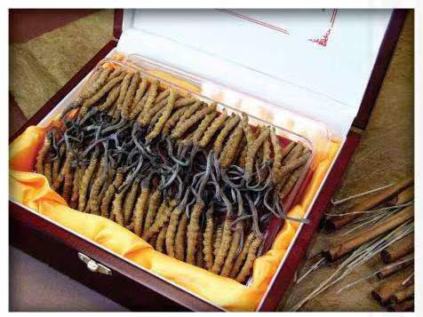 河东区街道冬虫夏草回收